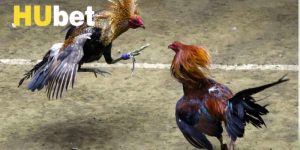 Luật Chơi Và Kinh Nghiệm Đá Gà Cựa Dao Dành Cho Người Mới