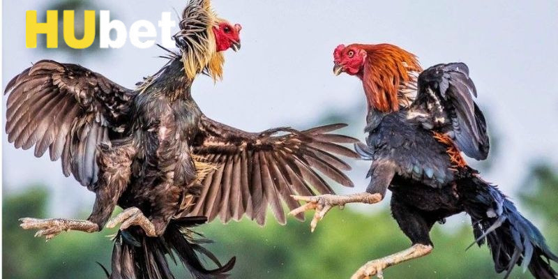 Ưu điểm trong trận đấu của các chiến kê