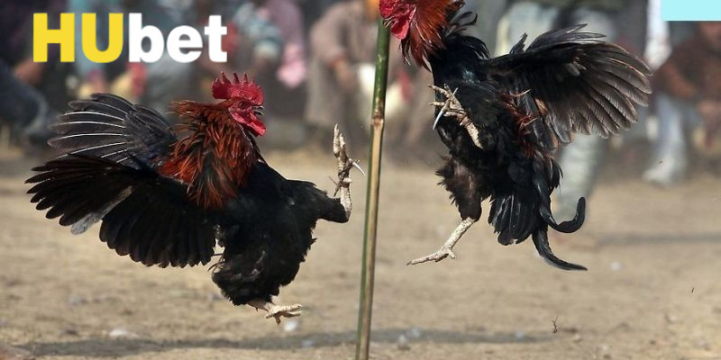 Các bước đặt cược đá gà Hubet