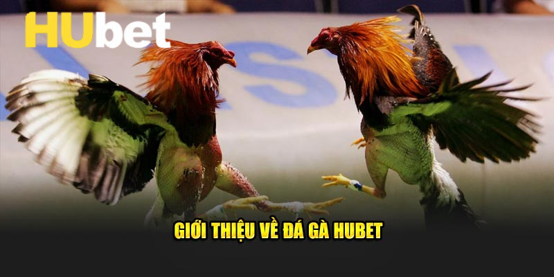Tiện ích vượt trội khi cược đá gà trực tuyến