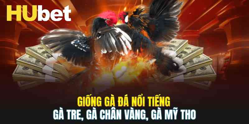 Những giống gà đá nổi tiếng – Gà Tre, Gà Chân Vàng, Gà Mỹ Tho
